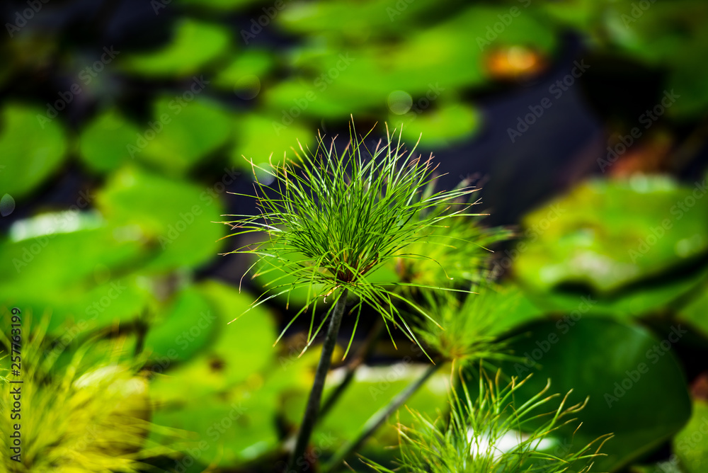 flower in garden flower in garden