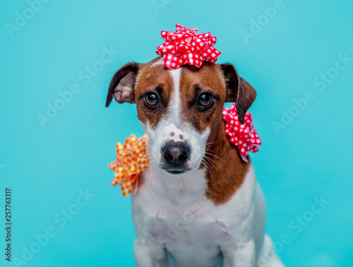 Jack Russell Terrier dog with bow © Simonforstock