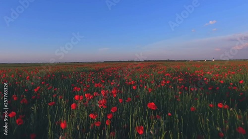 Drone aerial view of flowers field in Netherlands, Holland.