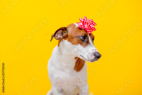Fototapeta Naklejka Na Ścianę i Meble -  Jack Russell Terrier dog with bow