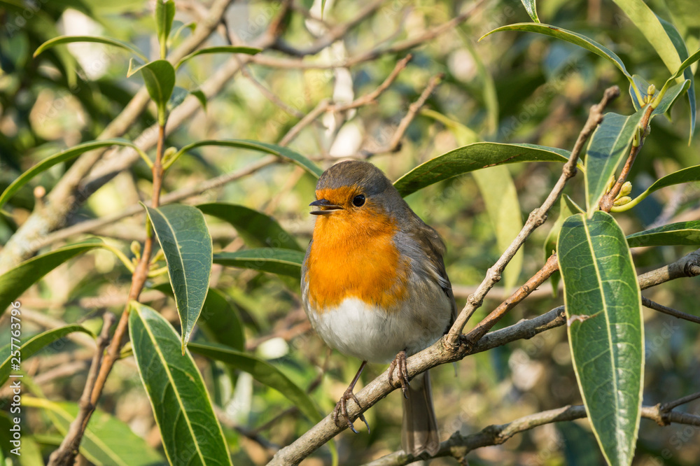Robin Robin