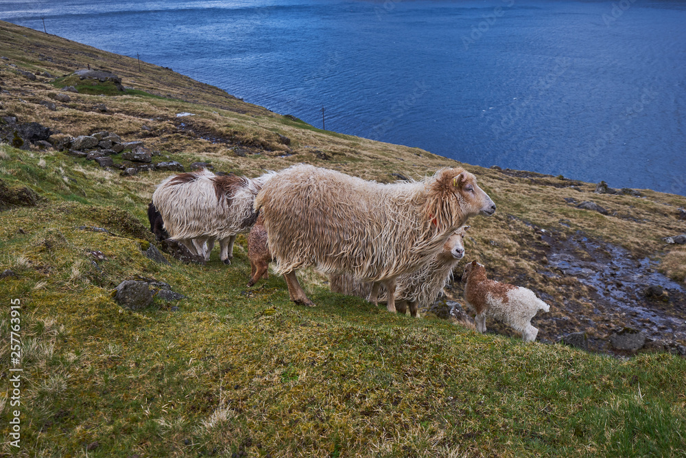 Fototapeta premium Herd of faroese sheep grazing on pasture land in fjord of island Bordoy in north of Faroe islands. Northern European short tailed sheep is small, very hardy breed, Rams are horned and ewes are polled.