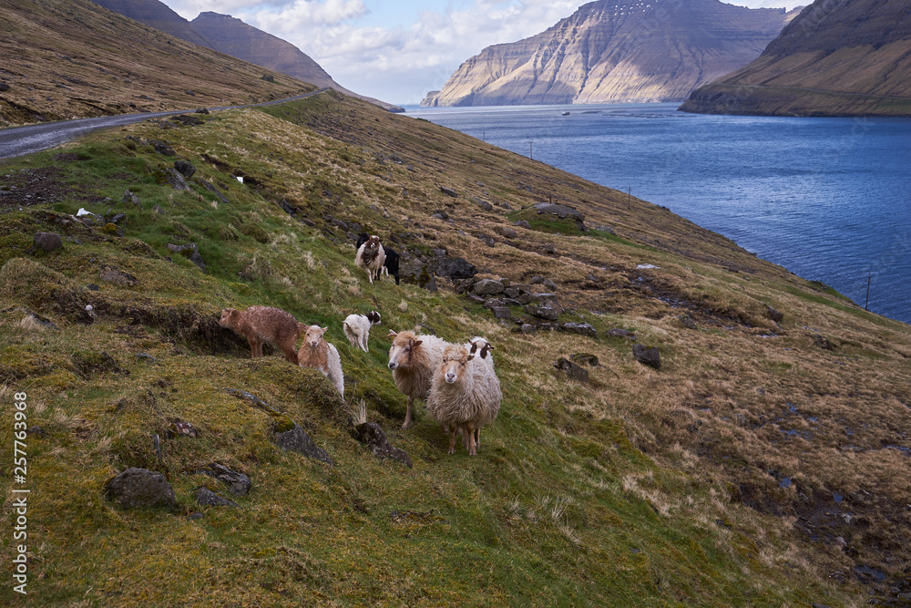 Obraz premium Herd of faroese sheep grazing on pasture land in fjord of island Bordoy in north of Faroe islands. Northern European short tailed sheep is small, very hardy breed, Rams are horned and ewes are polled.