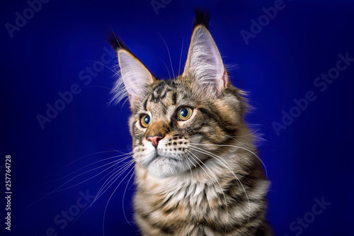 Kitten. Portrait of maine coon on blue .background, isolated, in studio. © Marina