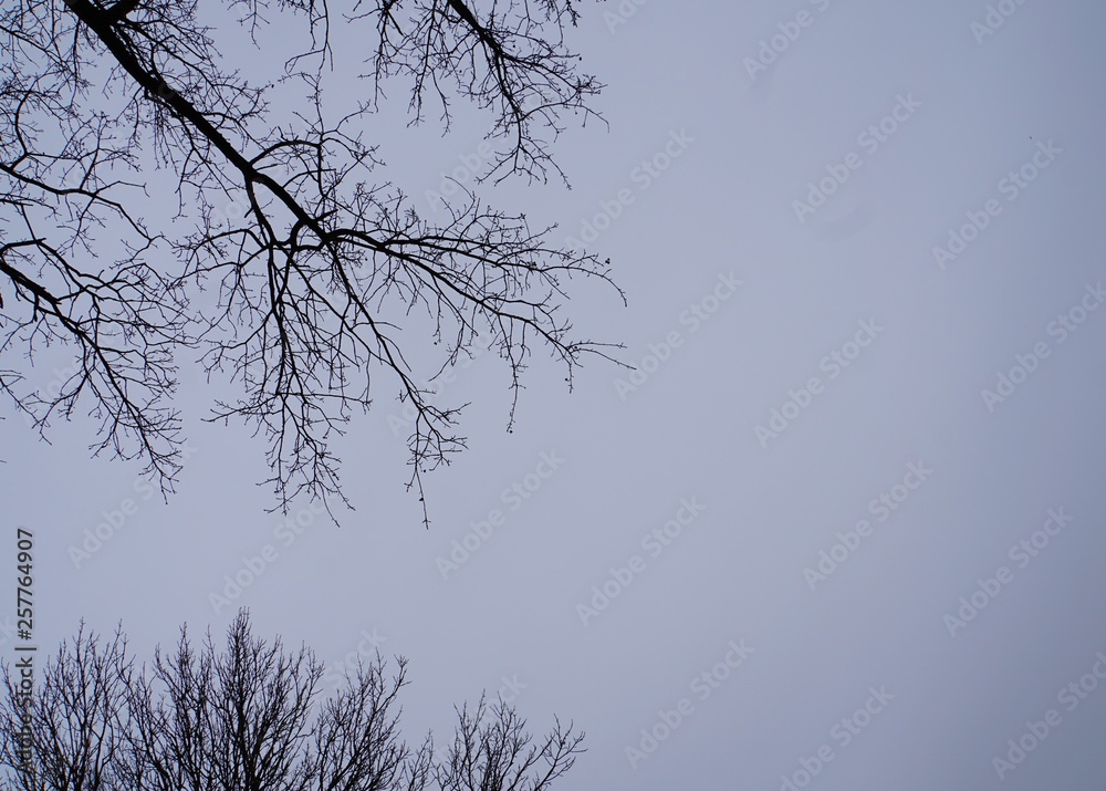 Obraz premium silhuette of trees on pale blue sky