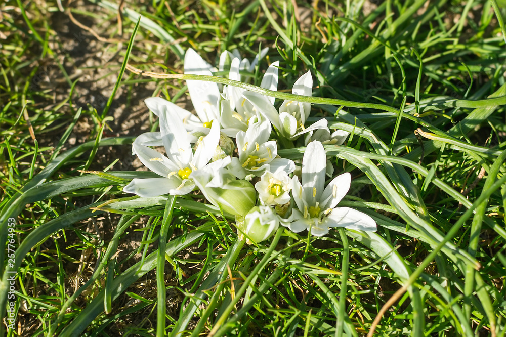 Spring flowering of white Ornithogalum umbellatum (star of Bethlehem, grass lily, nap at noon, eleven o clock lady). White flowers for garden decoration. Spring flowering of white Ornithogalum umbellatum (star of Bethlehem, grass lily, nap at noon, eleven o clock lady). White flowers for garden decoration.