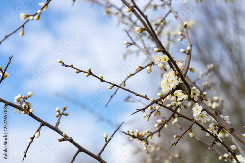 Close up, selected focus of blooming white cherry blossom tree.
