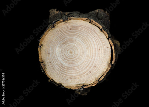 Slice of a tree trunk with annual rings