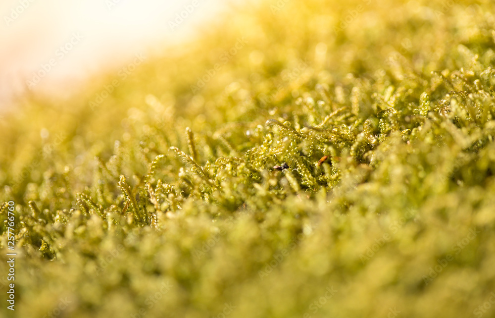 Beautiful green moss in the sunlight, moss closeup, macro. Moss grows on the tree, beautiful background of moss. place for text. Leaf on Moss