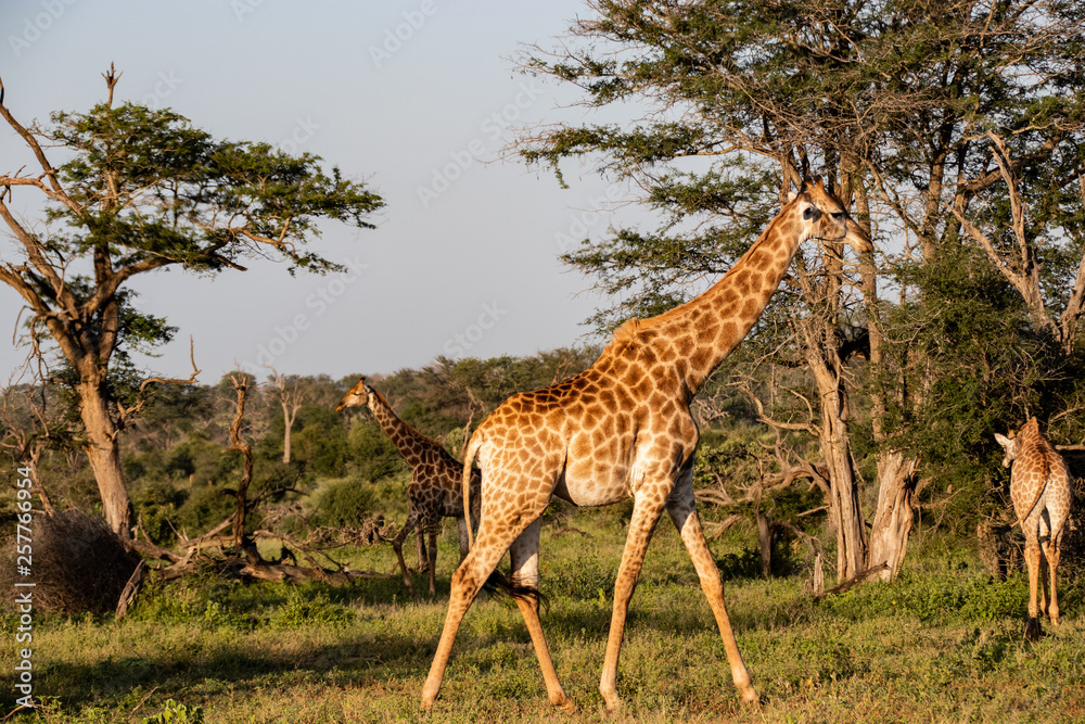 giraffe in National park Africa giraffe in National park Africa