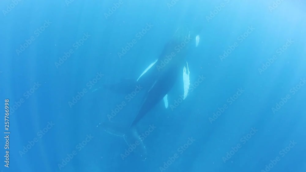 Mother and calf Humpback whales, Megaptera novaeangliae, swim in the blue waters of the Caribbean Sea. Mother and calf Humpback whales, Megaptera novaeangliae, swim in the blue waters of the Caribbean Sea.