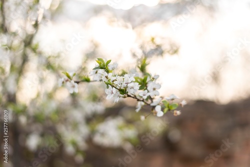 spring nature background.
