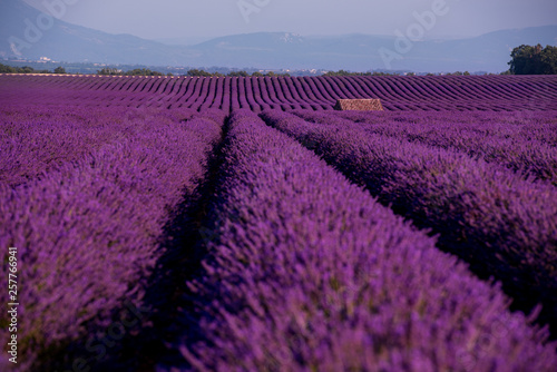Fototapeta Naklejka Na Ścianę i Meble -  stone house at lavender field