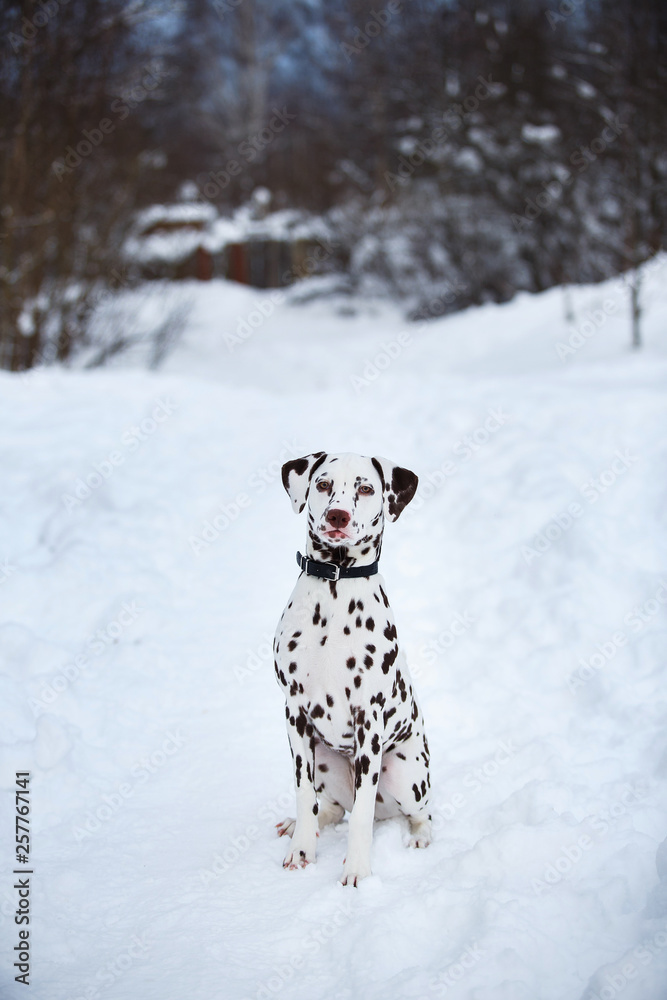 Dalmatian Dog In Winter In Snow. Dog sitting and posing, lookig at camera Dalmatian Dog In Winter In Snow. Dog sitting and posing, lookig at camera