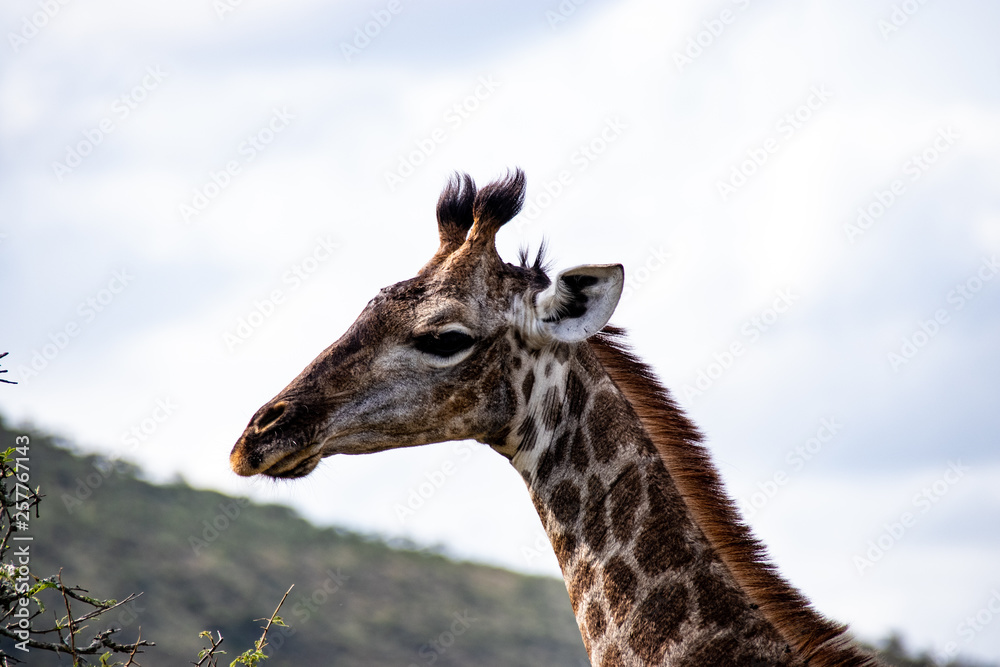 Obraz premium giraffe in National park Africa