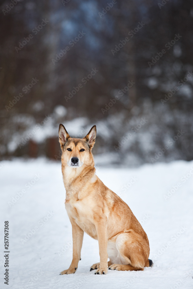 Stray dog that lives on the street. Mongrel in the snow