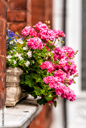 Pink color flower basket box decoration on summer day with brick architecture in Chelsea  London UK window