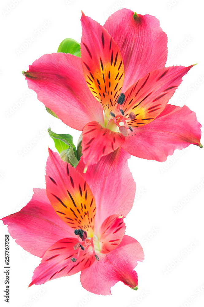 Obraz premium alstroemeria flowers on a white background