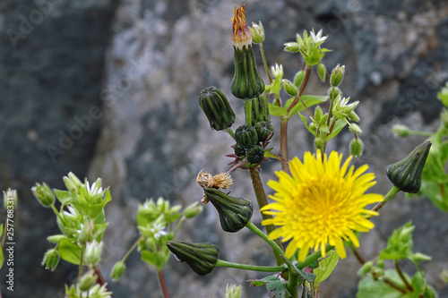 Dandelion flowers in nature in spring photo