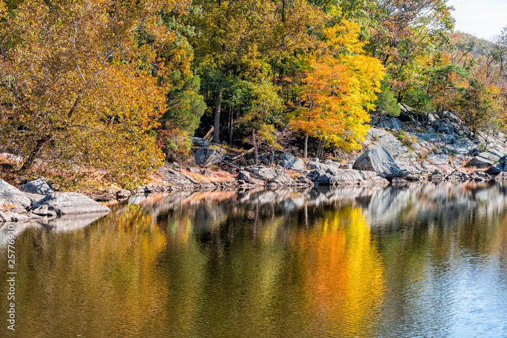 Fototapeta premium Great Falls yellow orange autumn tree reflection view in canal lake river surface during autumn in Maryland colorful foliage