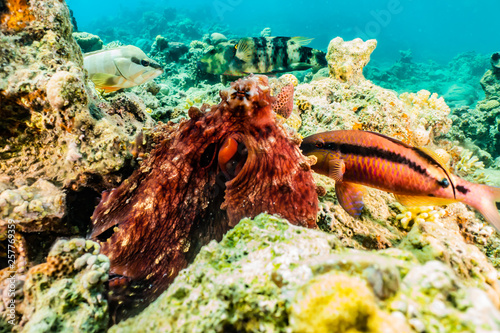 Octopus king of camouflage in the Red Sea, eilat israel 