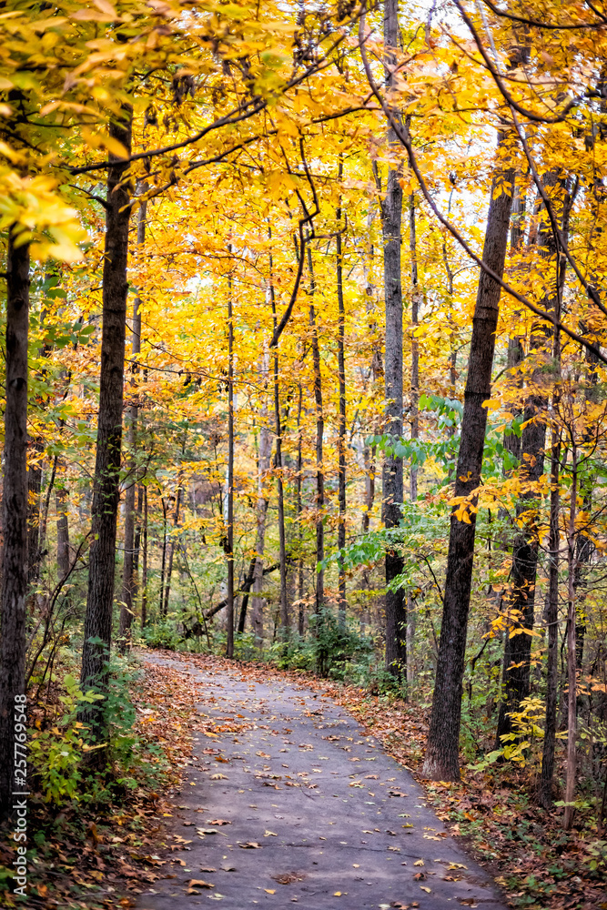 Virginia yellow autumn trees vertical view in Fairfax County colorful foliage in northern VA on Sugarland Run Stream Valley Trail with paved road path