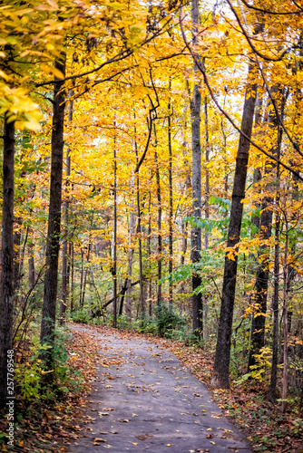 Virginia yellow autumn trees vertical view in Fairfax County colorful foliage in northern VA on Sugarland Run Stream Valley Trail with paved road path © Kristina Blokhin