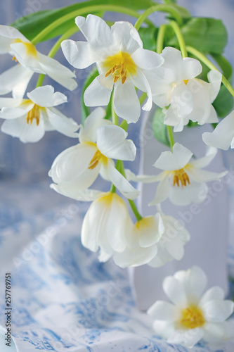 Lovely bunch of flowers .Close-up floral composition with a tulips .Beautiful whites fresh tulips in a ceramic vase.