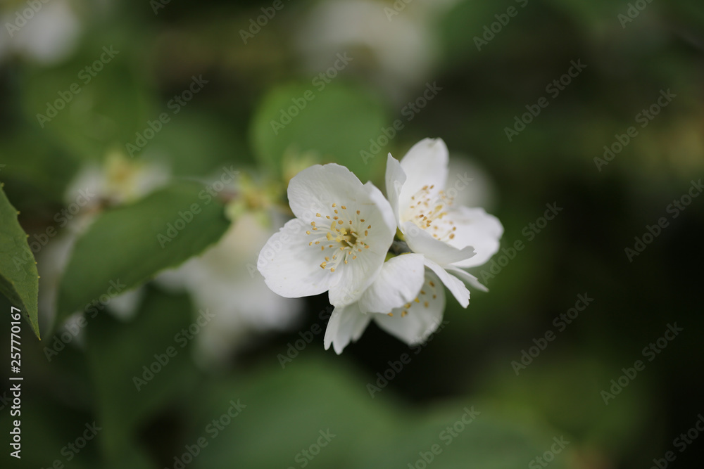 blooming philadelphus in the spring garden