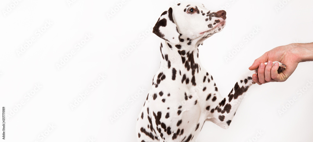 Fototapeta premium Friendship and partnership between man and dog -- isolated on white