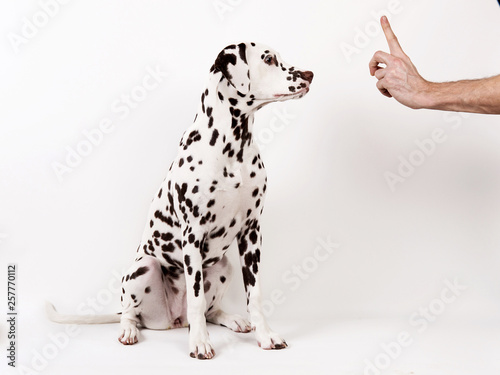 Friendship and partnership between man and dog -- isolated on white