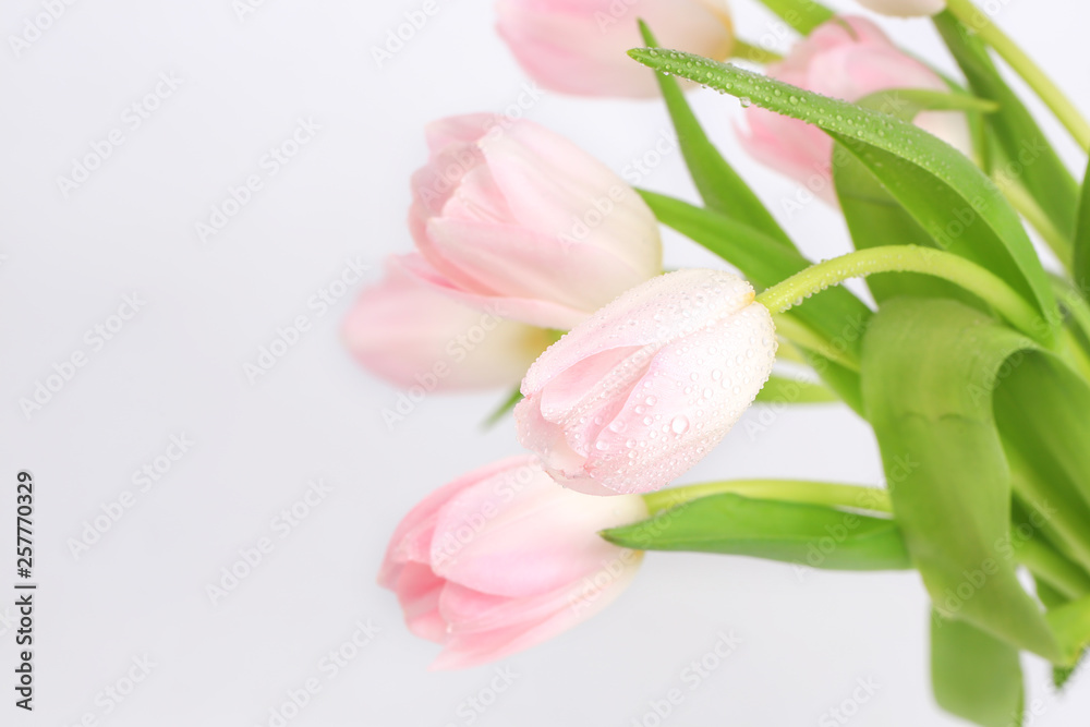 pink tulips on a light background