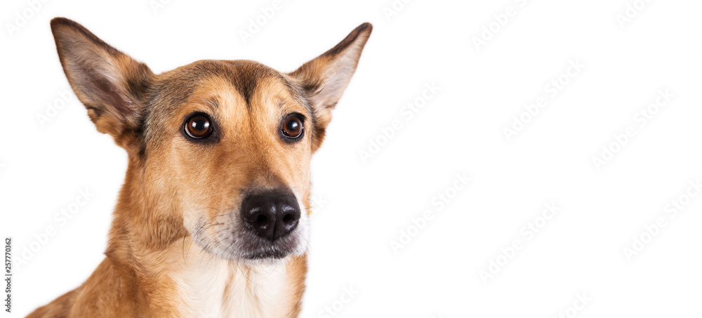 Red hair dog sitting, looking at the camera, isolated on white Red hair dog sitting, looking at the camera, isolated on white