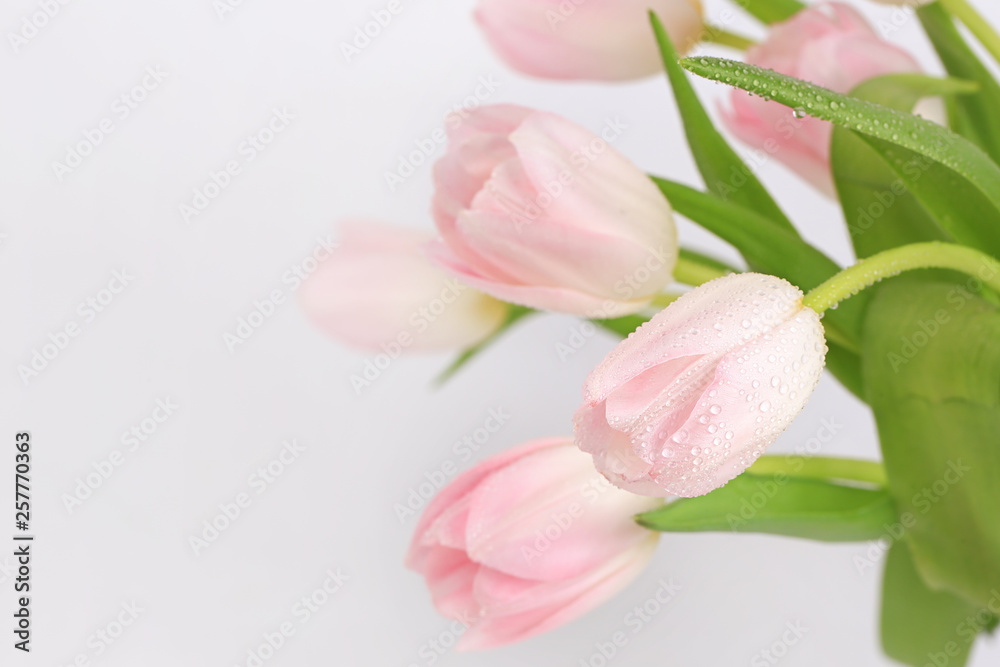 pink tulips on a light background pink tulips on a light background