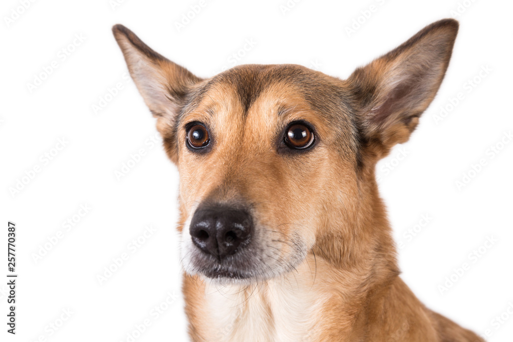 Red hair dog sitting, looking at the camera, isolated on white Red hair dog sitting, looking at the camera, isolated on white
