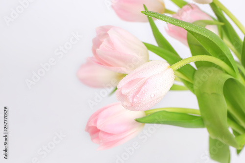 Fototapeta Naklejka Na Ścianę i Meble -  pink tulips on a light background