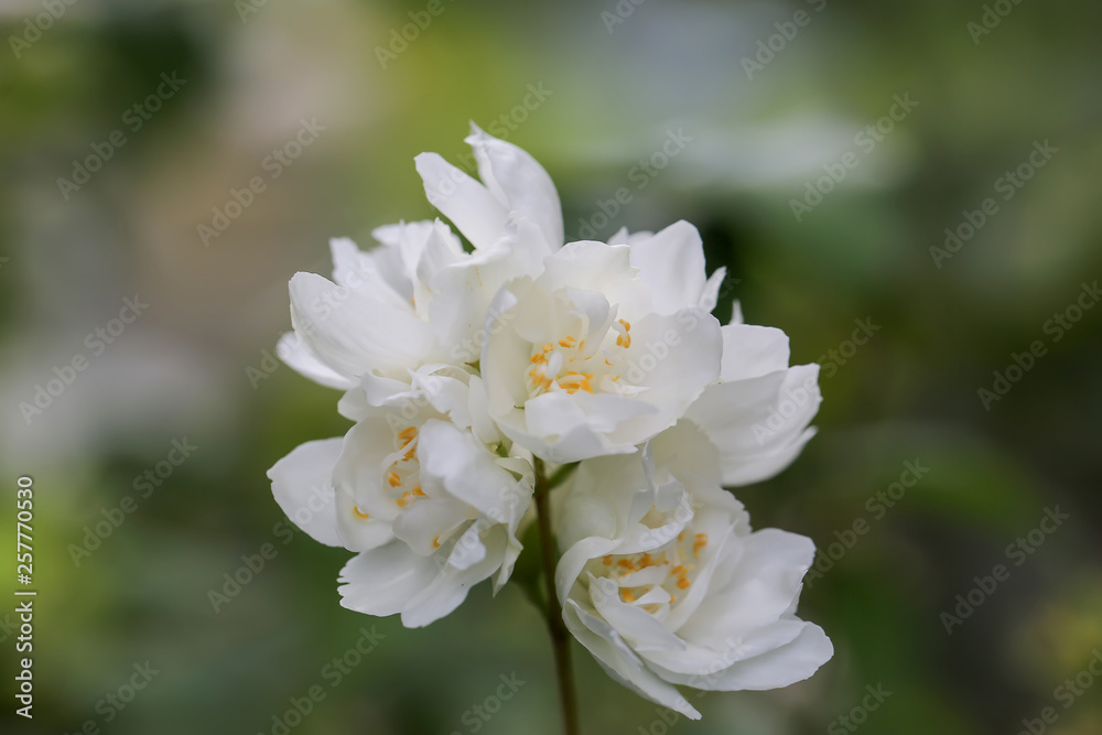 blooming philadelphus in the spring garden blooming philadelphus in the spring garden