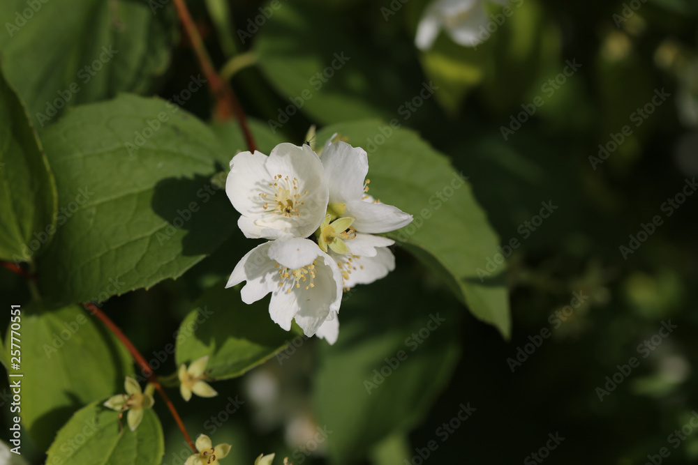 blooming philadelphus in the spring garden blooming philadelphus in the spring garden