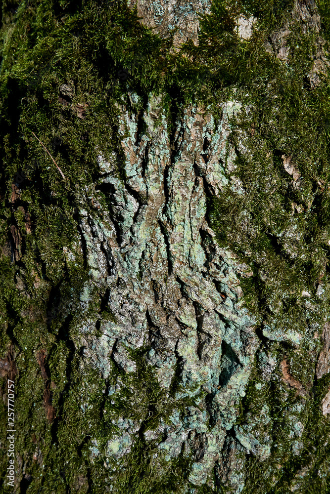 weathered and mossy green bark