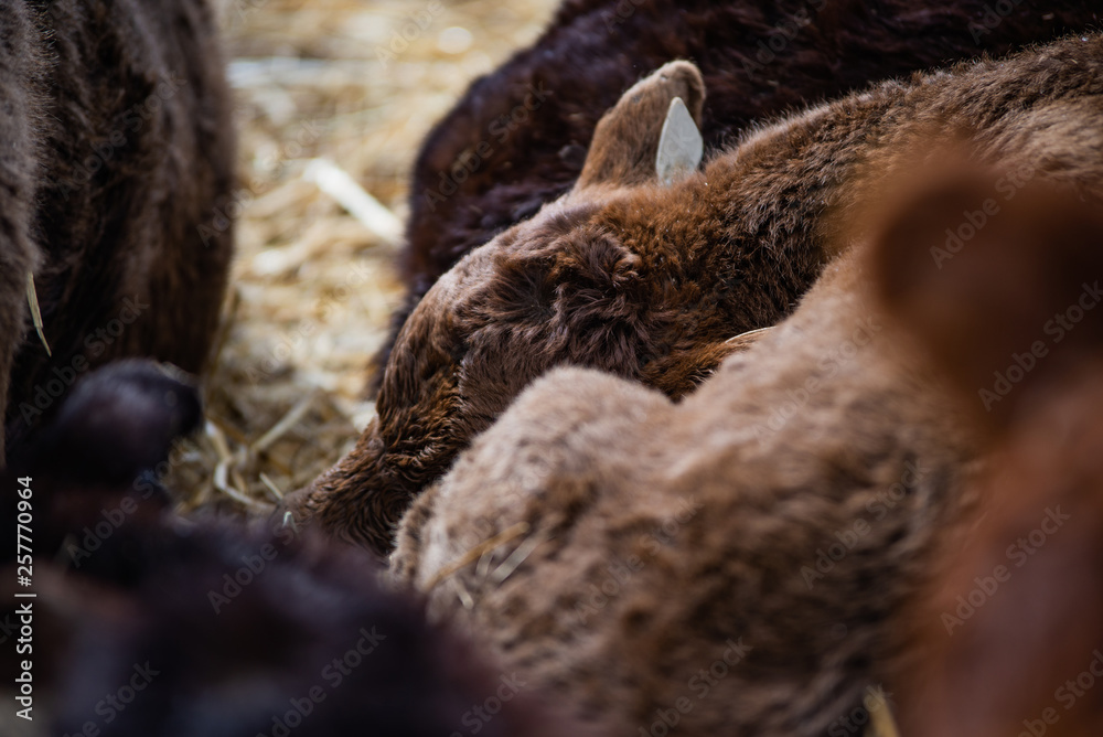 Young calf sleeping in hay with friends close up