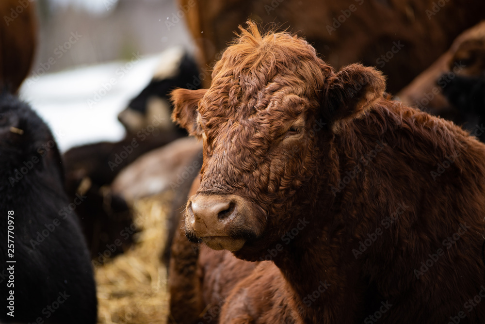Fototapeta premium Sleeping Red Angus Cow
