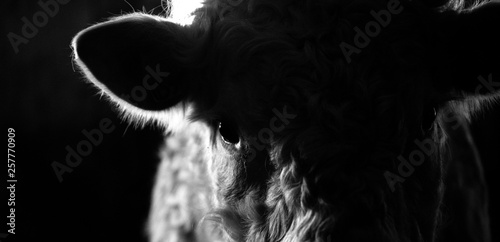 Close up of a charolais bull in shadow photo