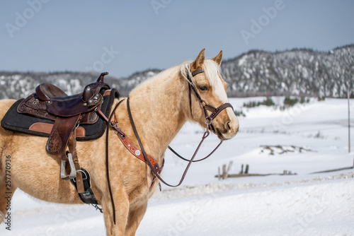 Saddled palomino quarter horse outside in winter