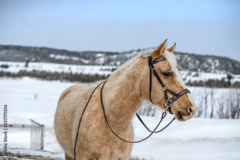 Horse wearing a hackamore Horse wearing a hackamore