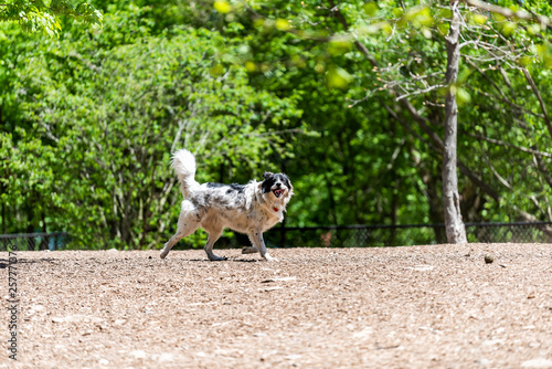 One Australian shepherd black and white dog running playing in Piedmont park on sunny summer day in Atlanta, Georgia