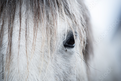 Grey Horse in Winter Background