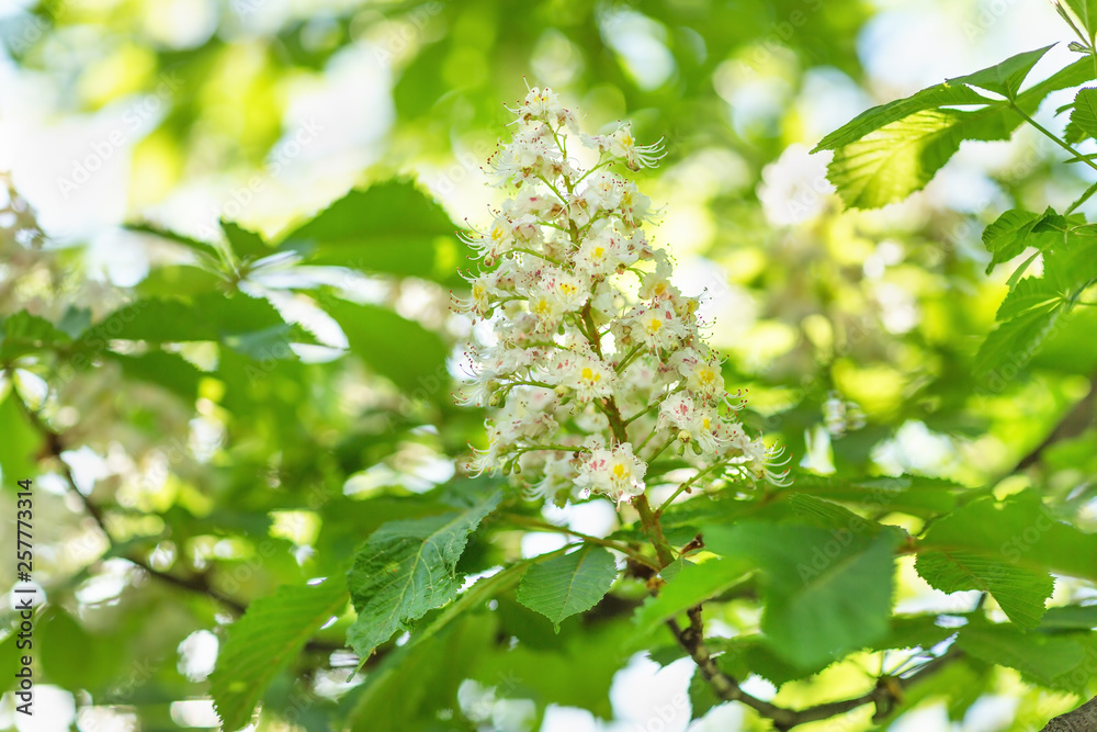 Blooming horse chestnut tree. Blurred background. Close up, selective focus. Blooming horse chestnut tree. Blurred background. Close up, selective focus.