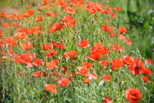 red poppy flower field © Vitaliy Hrabar
