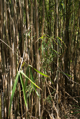 The wall of the bamboo grasses