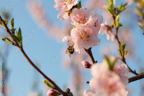 Cherry blossom and a bee
